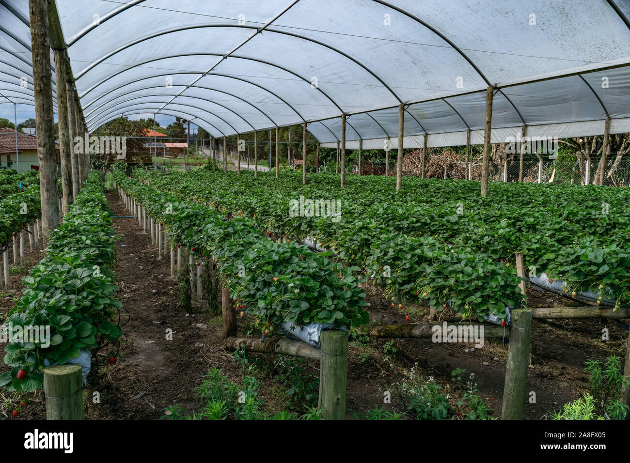 Organici di fragola Serra agricola con hydroponic del sistema di scaffalatura Foto Stock