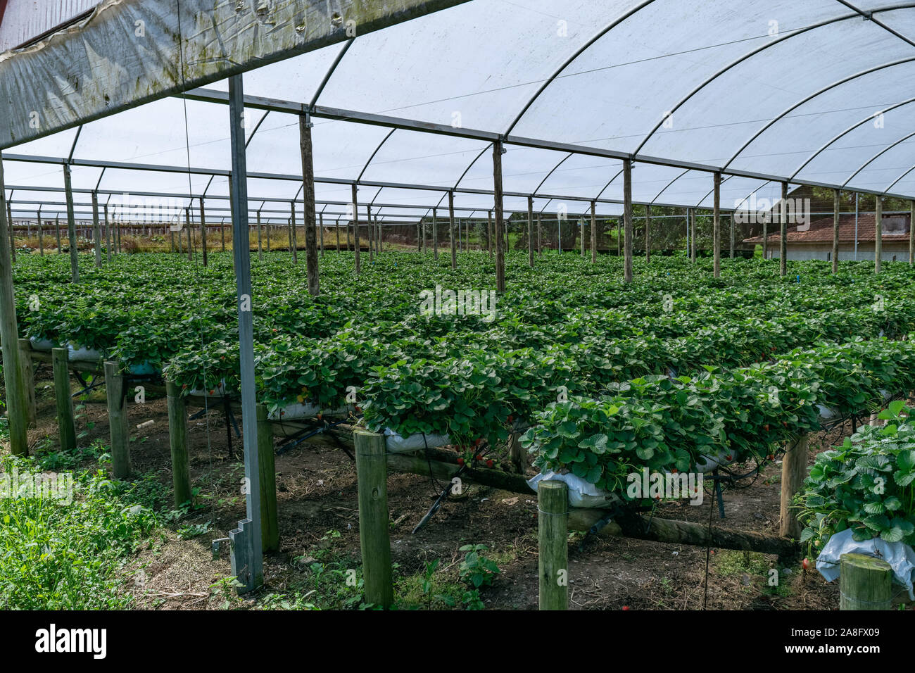 Organici di fragola Serra agricola con hydroponic del sistema di scaffalatura Foto Stock