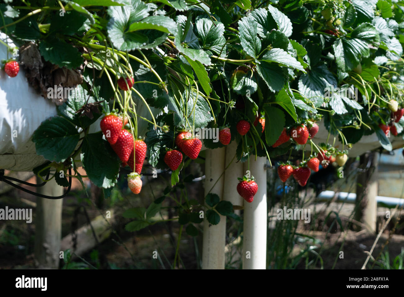 Organici di fragola Serra agricola con hydroponic del sistema di scaffalatura Foto Stock