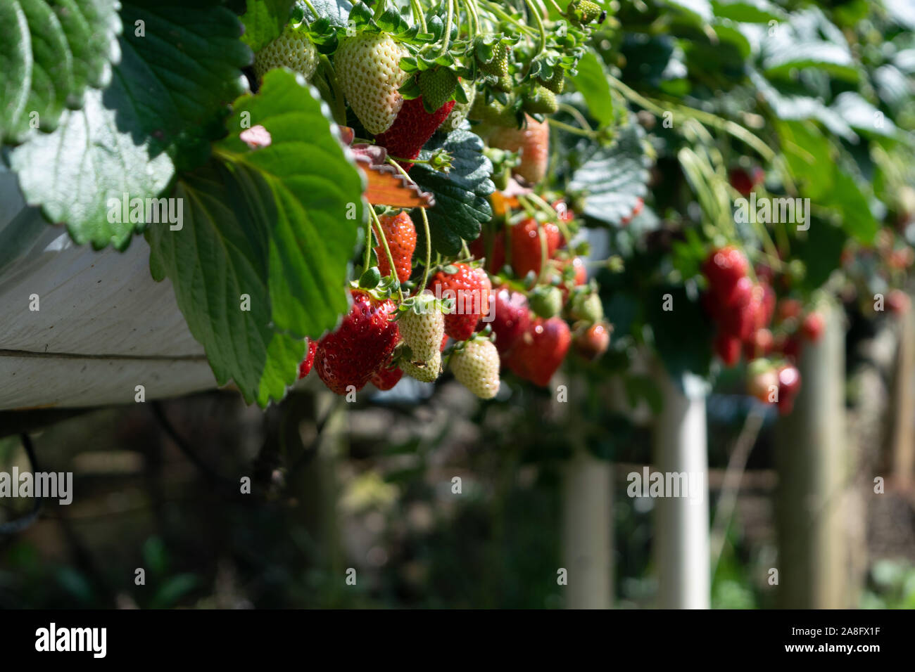 Organici di fragola Serra agricola con hydroponic del sistema di scaffalatura Foto Stock