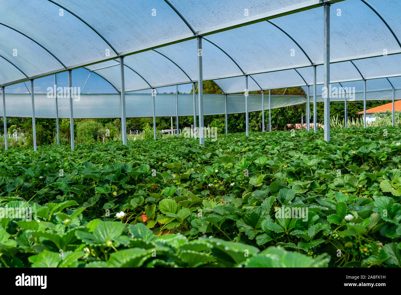 Organici di fragola Serra agricola con hydroponic del sistema di scaffalatura Foto Stock