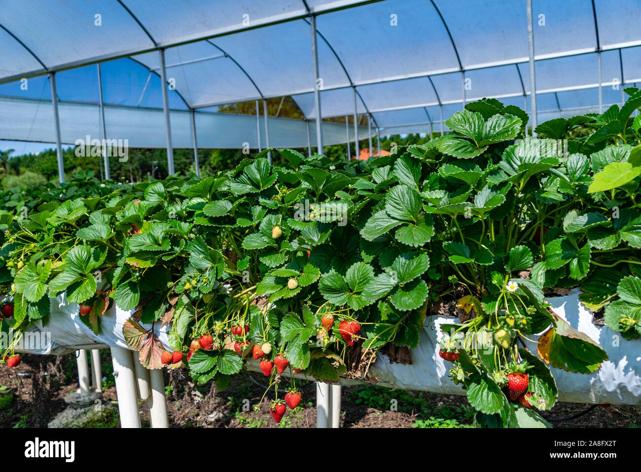 Organici di fragola Serra agricola con hydroponic del sistema di scaffalatura Foto Stock