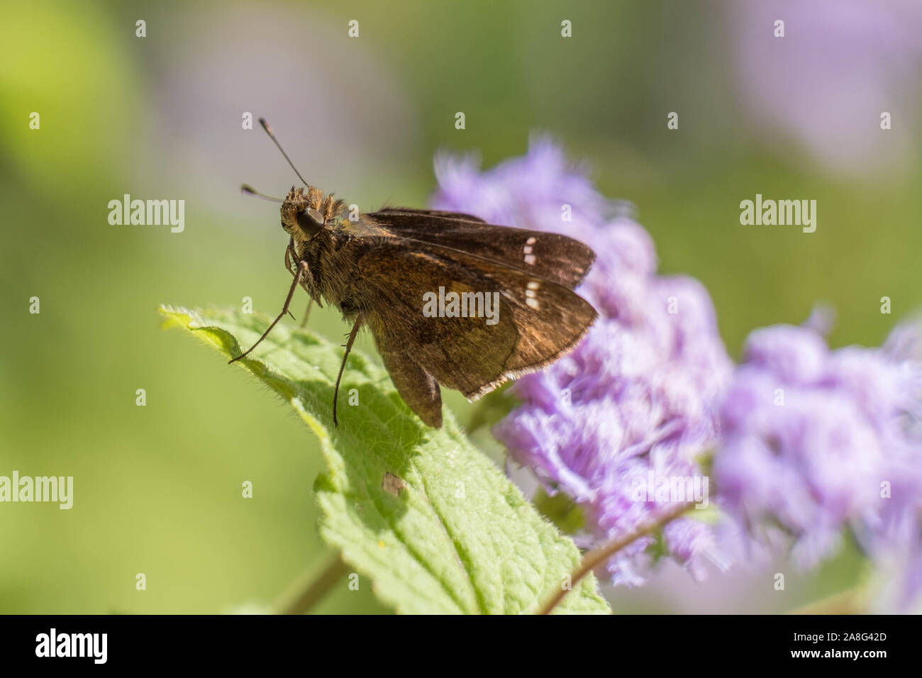Macro di un offuscato skipper arroccato su una foglia su quattro dei suoi sei gambe con una verde e viola dello sfondo. Foto Stock