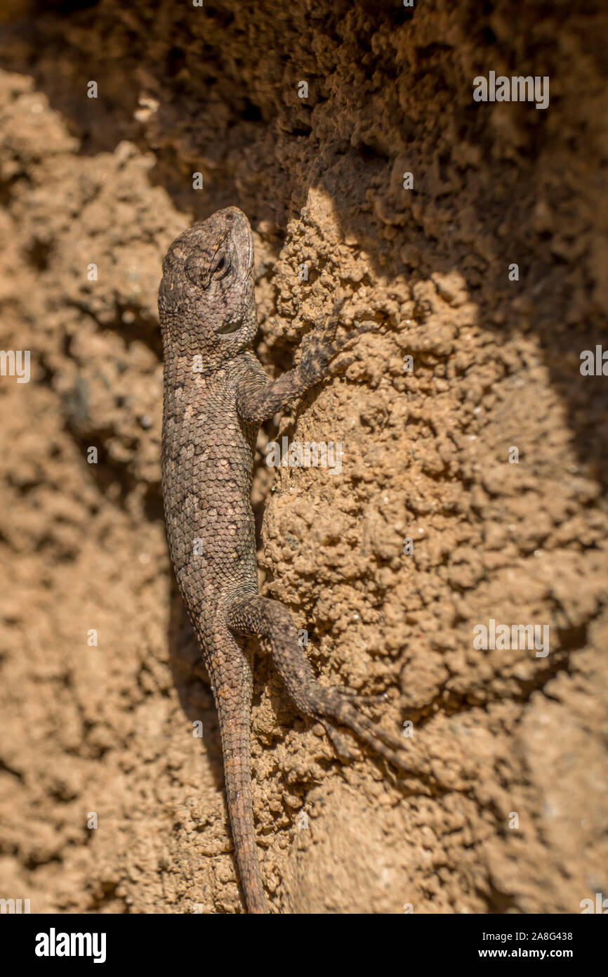 Un recinto orientale lizard skitters fino a un muro di mattoni. Il piemonte della Carolina del Nord. Foto Stock