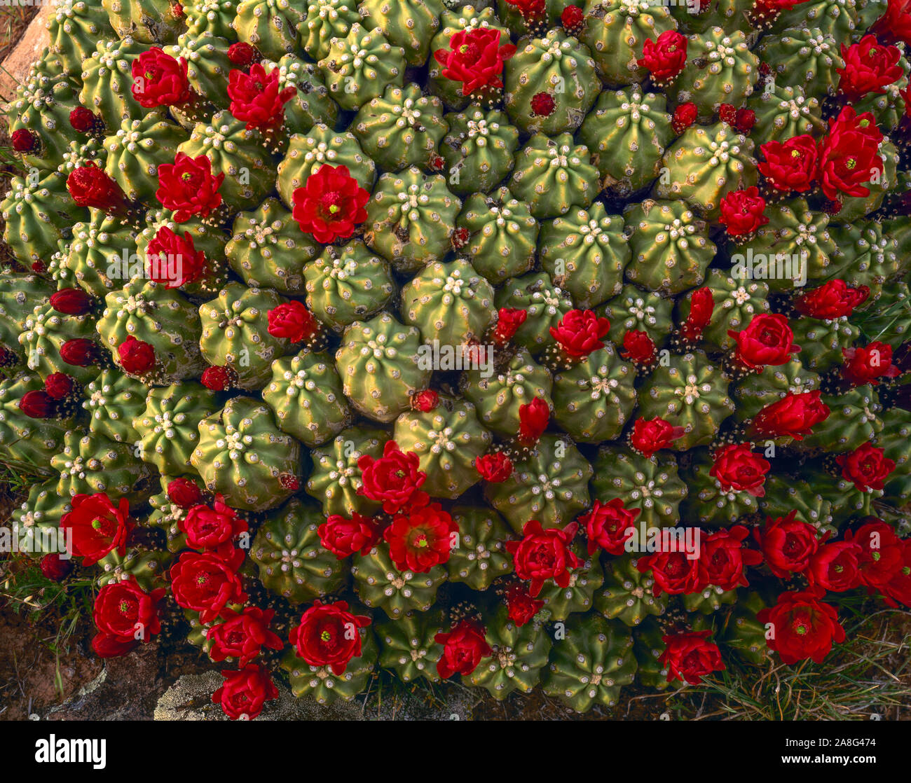 Di smidollati claret cup cactus, La Sal Mountains, Utah, in via di estinzione rare, cactus Echinocereus sp. Foto Stock