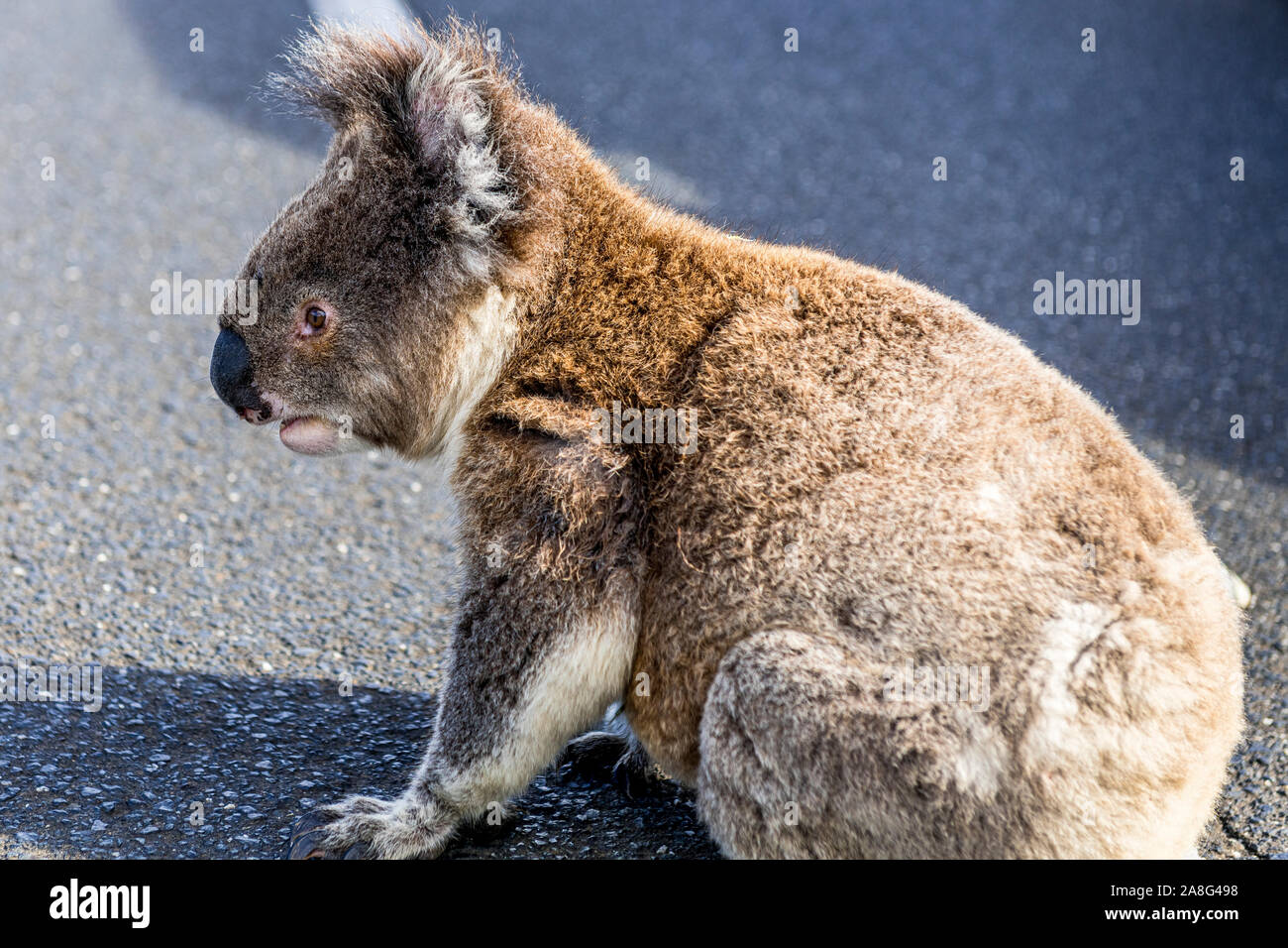 Una paura koala femmina si trova nel mezzo della Great Ocean Road tra Lorne e Apollo Bay rischiando di essere investiti dal traffico. Foto Stock