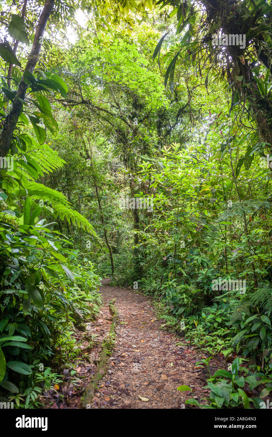 La vegetazione della foresta pluviale in San Cipriano riserva naturale nella Valle de Cauca in Colombia. Foto Stock