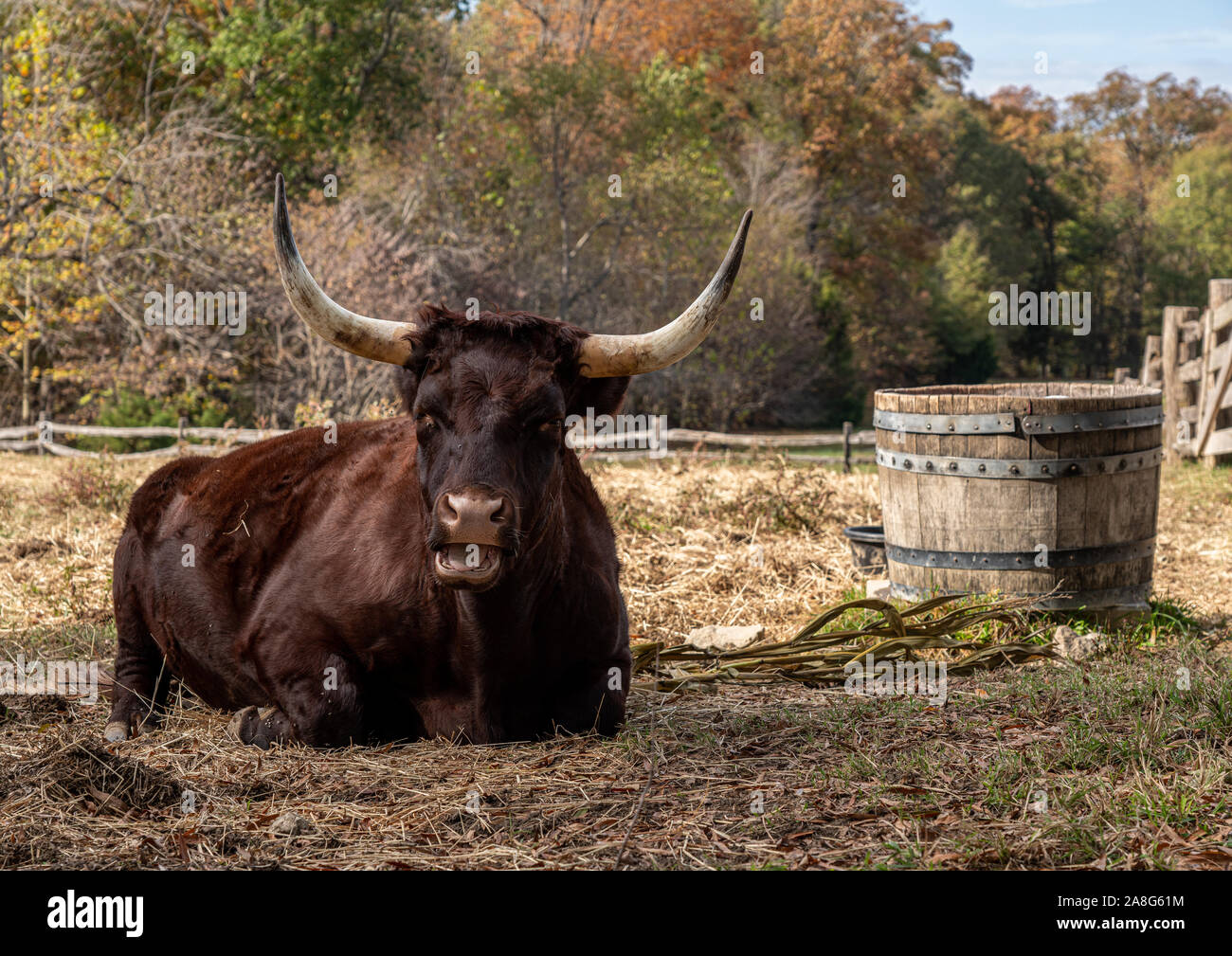 Chiusura del Devon rosso o rosso rubino mucca sdraiato in campo e lo sguardo verso il visualizzatore Foto Stock
