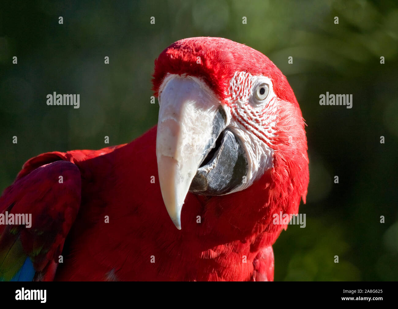 Close up Scarlet Macaw Foto Stock