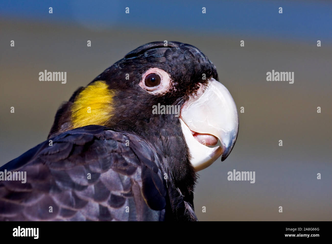 Primo piano di Zanda funerea gallo nero dalla coda gialla Foto Stock