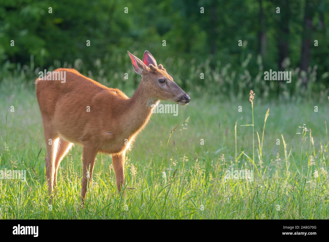 Young white-tailed buck in velluto. Foto Stock
