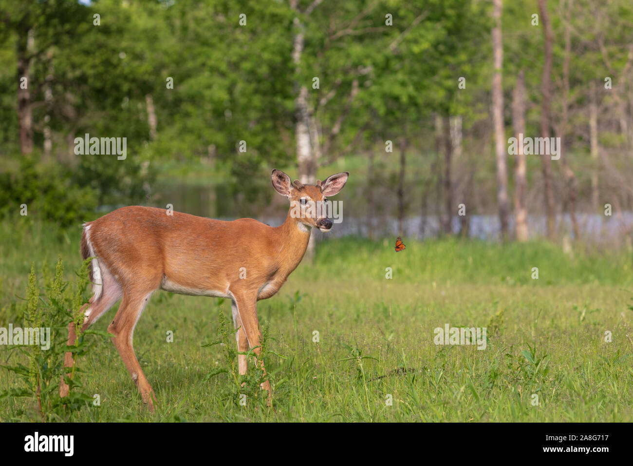 Young white-tailed buck la visione di una farfalla monarca. Foto Stock