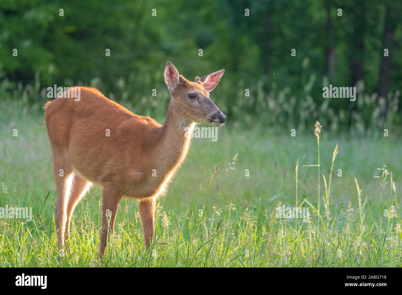 Young white-tailed buck in velluto. Foto Stock