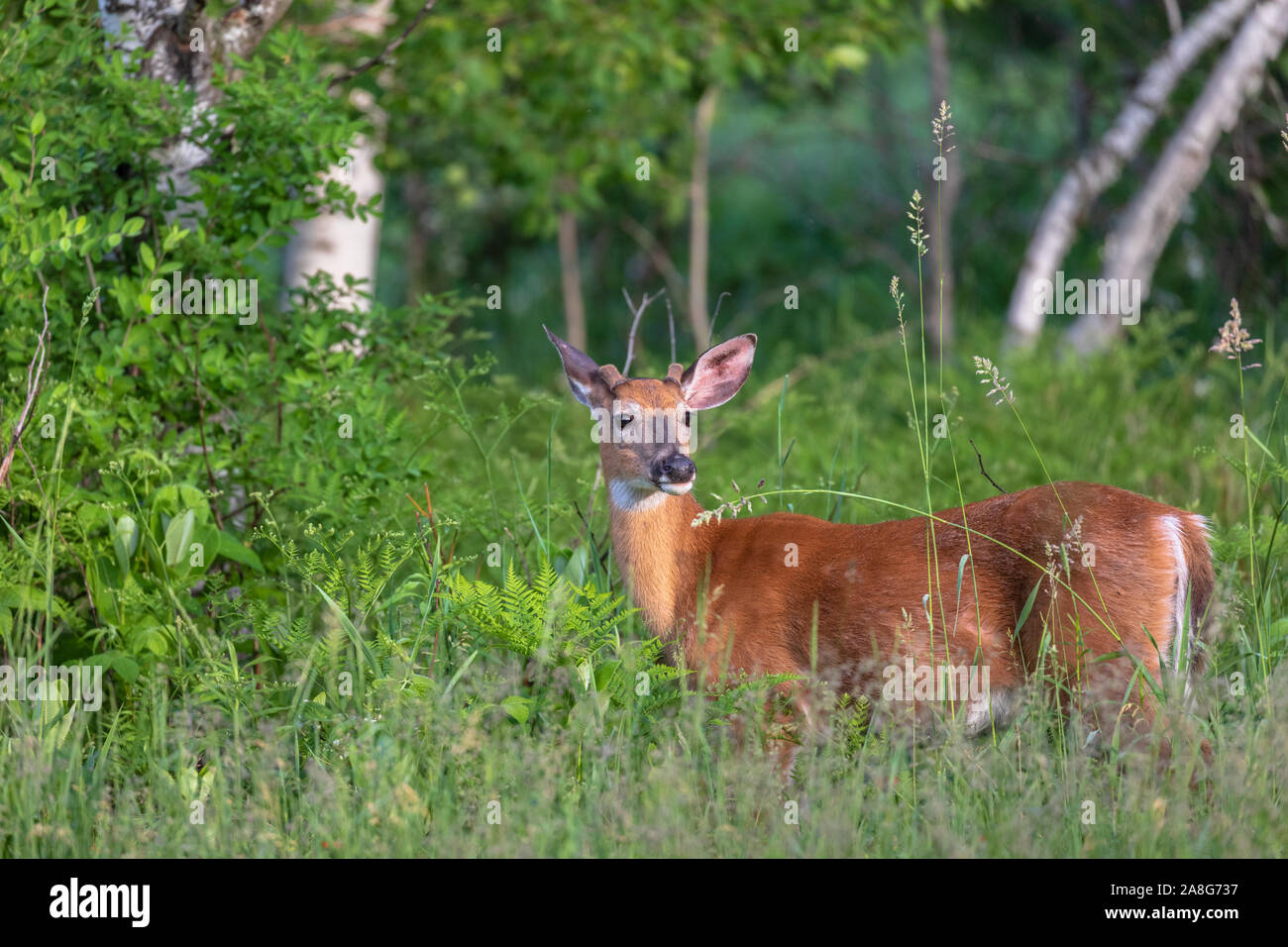 White-tailed deer Foto Stock