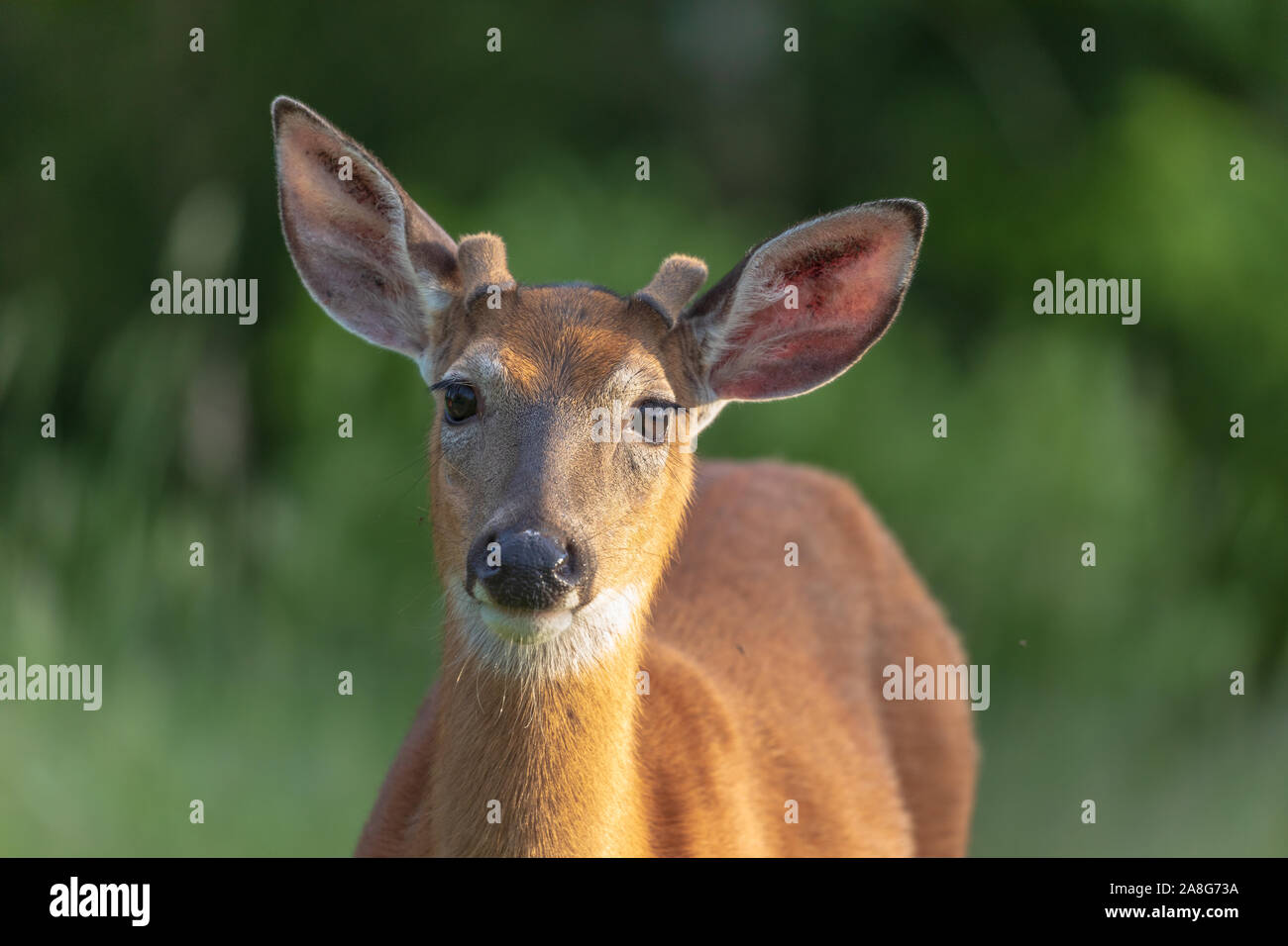 Young white-tailed buck in velluto. Foto Stock