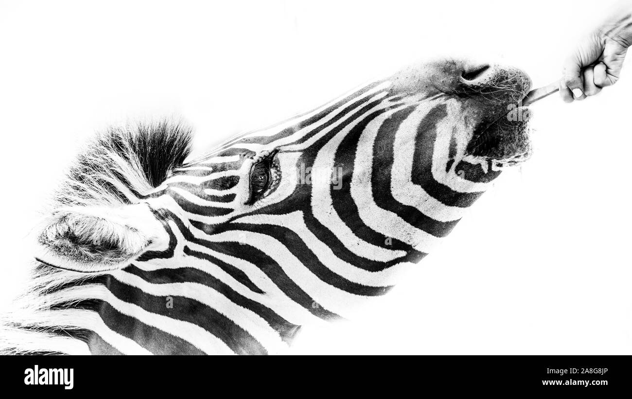 Un bel bianco e nero fine art fotografia di una bella Zebra prendendo un pezzo di carota da una mano umana. Animale di simbolizzazione e di interazione umana. Foto Stock