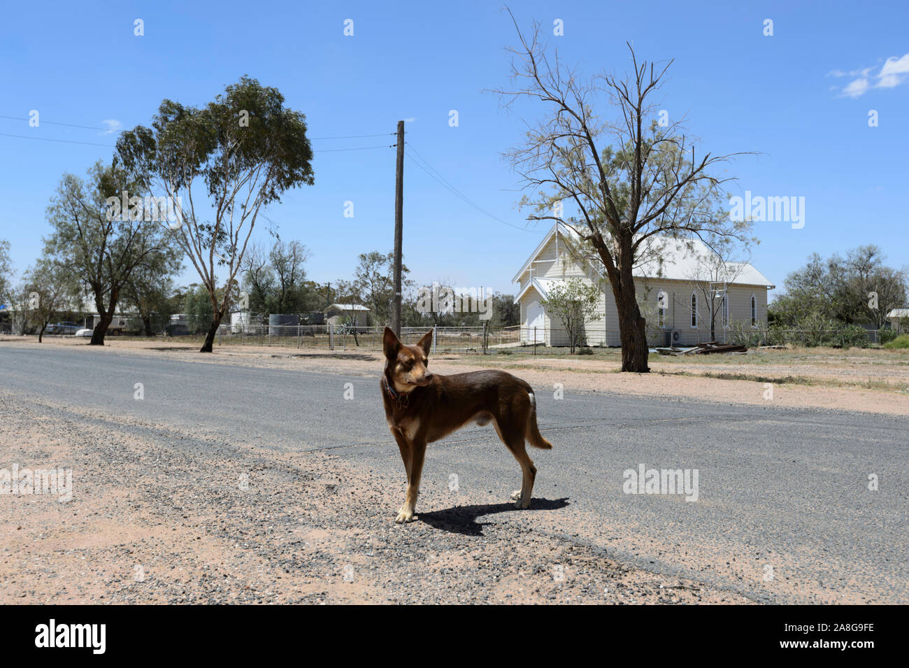 Lone cane nella strada del piccolo entroterra rurale comune di Carinda, vicino a Walgett, Nuovo Galles del Sud, NSW, Australia Foto Stock