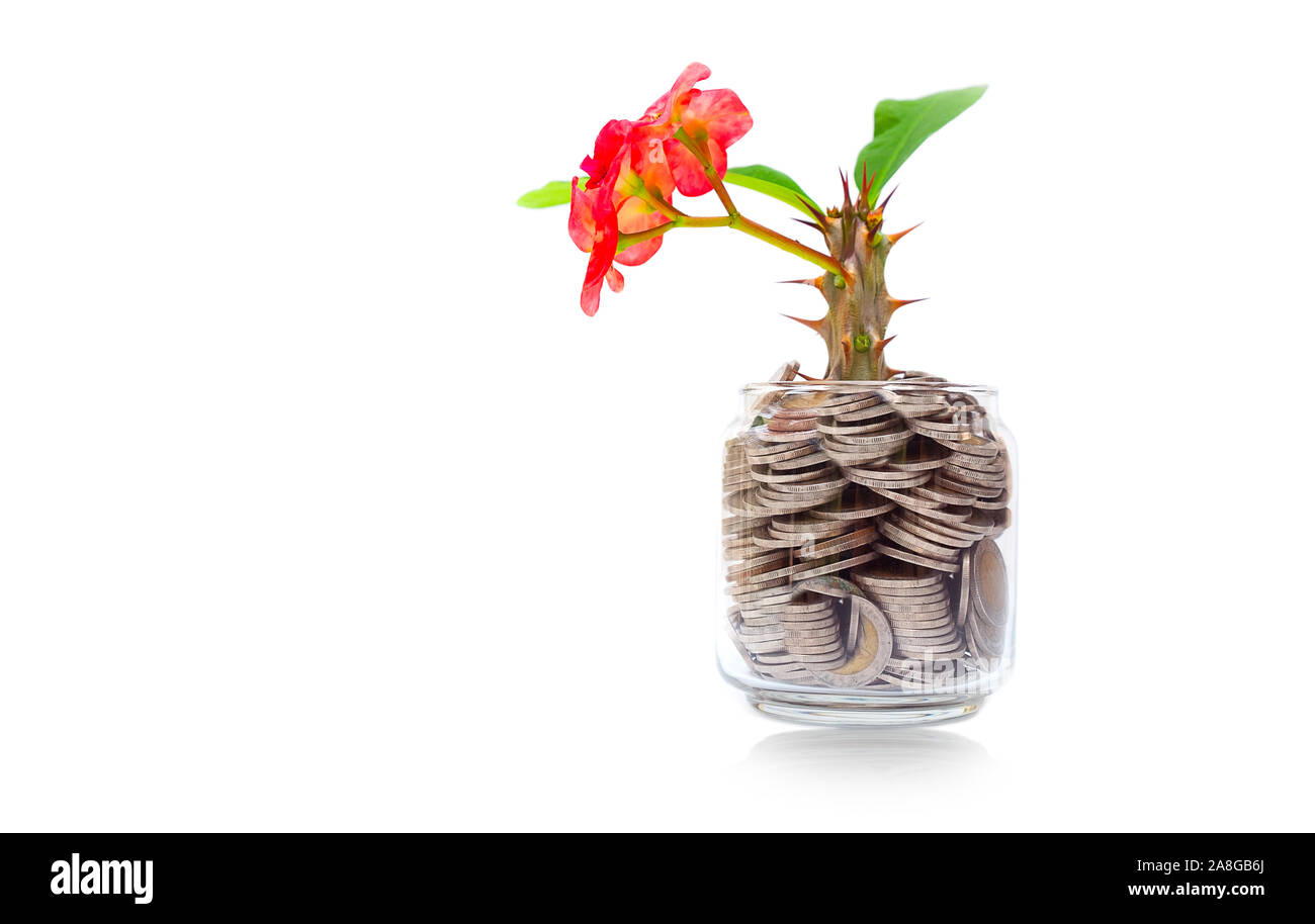 Albero con fiori che crescono sul vaso di vetro banca da un mucchio di monete con sfondo bianco, denaro stack per la pianificazione delle attività di business di investimento e il salvataggio del c Foto Stock
