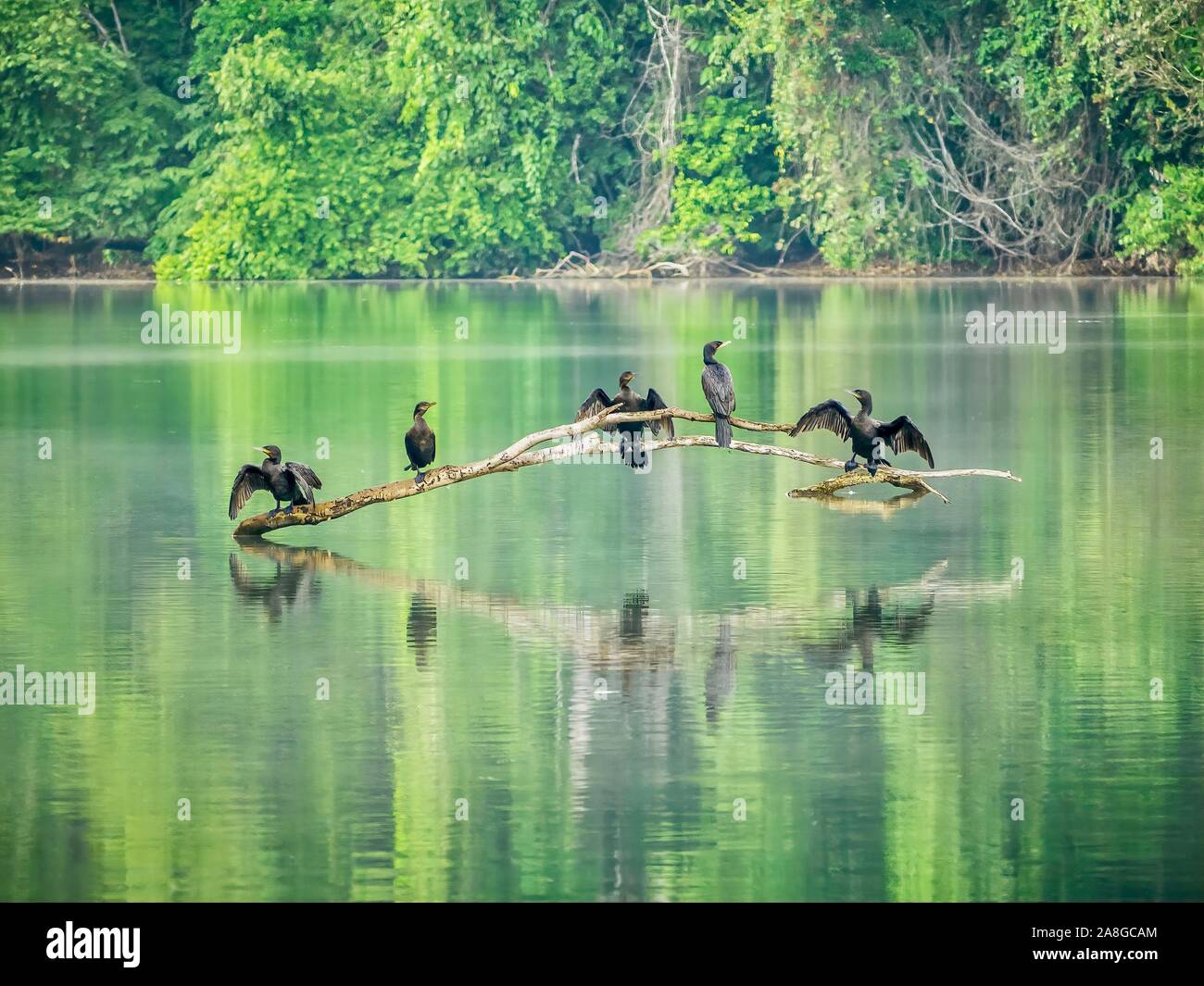 Adulto neotropic cormorano (Phalacrocorax brasilianus, una specie di acqua dolce) appollaiato su un ramo di albero in una lanca nel Parco Nazionale del Manu, Perù. Foto Stock