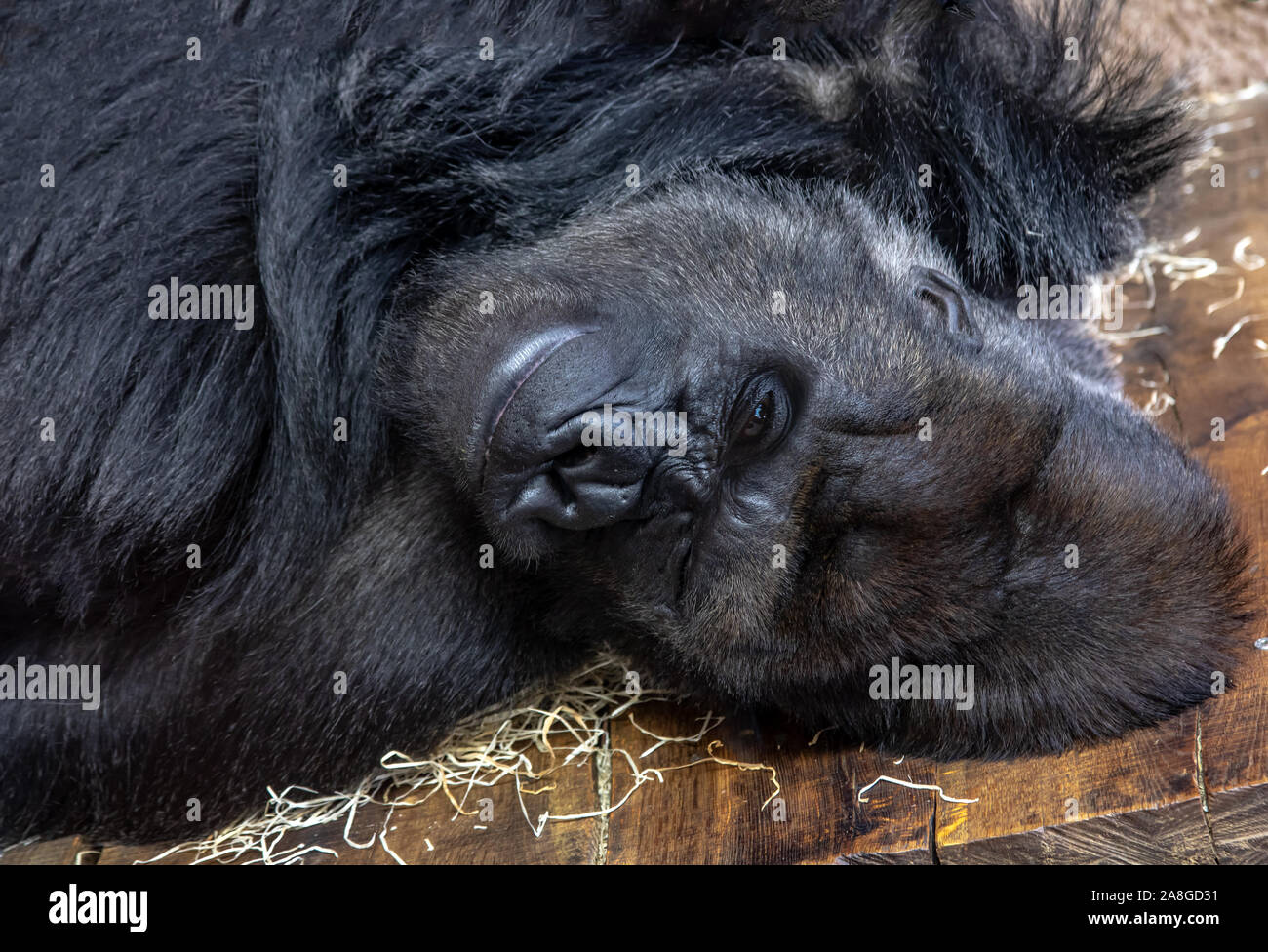 Il ritratto di mentire pianura occidentale (gorilla Gorilla gorilla gorilla) e guarda con un occhio alla telecamera. Foto Stock