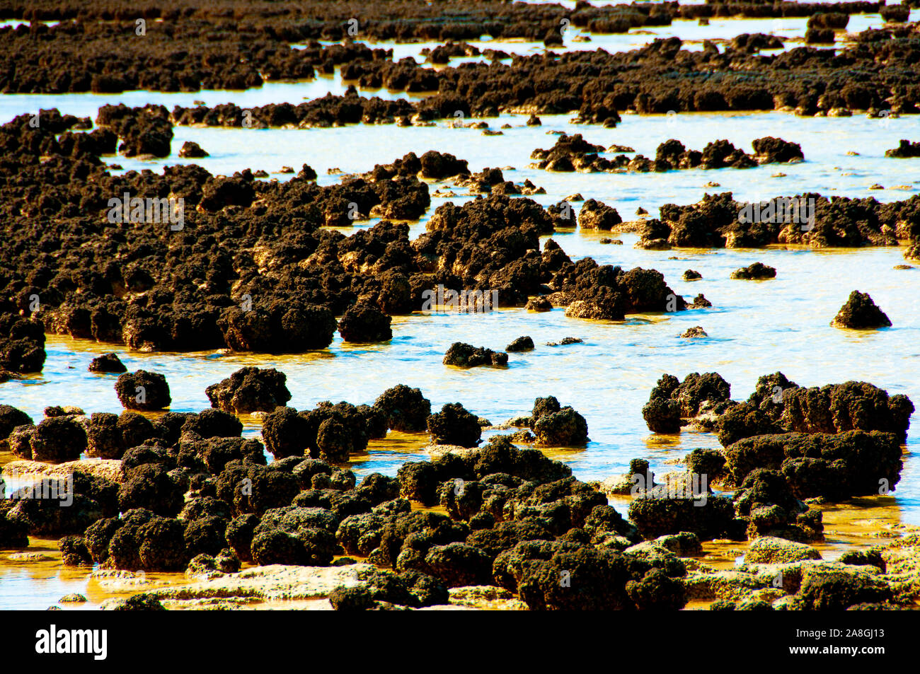 Hamelin Stromatolites Piscina - Australia Foto Stock