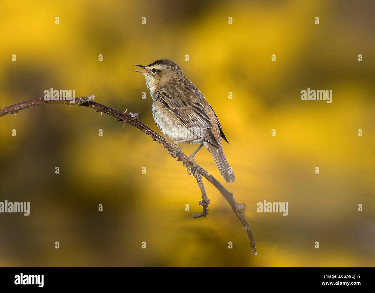 Trillo sedge (Acrocephalus schoenobaenus), seduto sulla levetta di rovo, isola di Islay, Ebridi Interne, Scozia Foto Stock