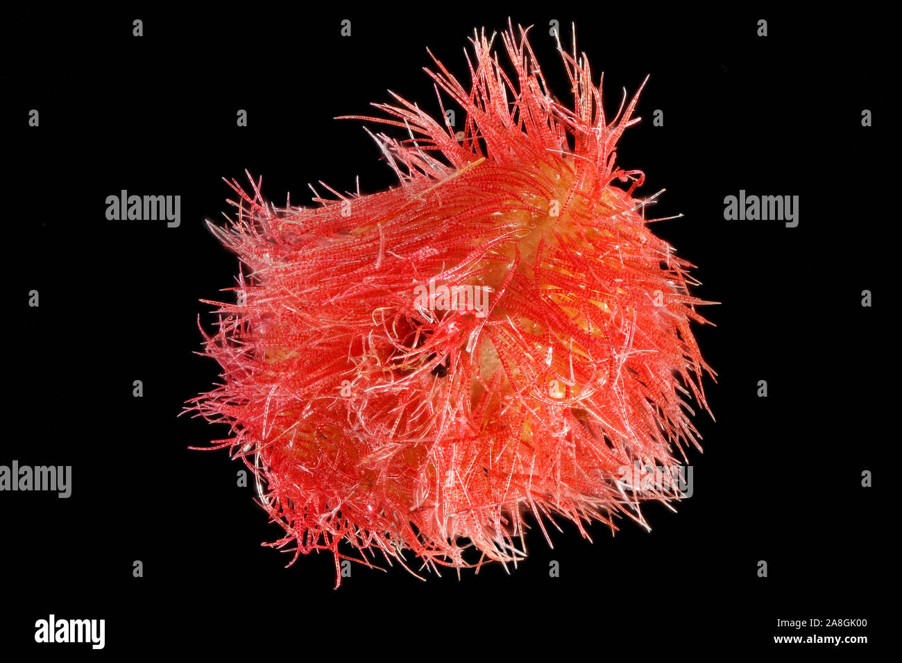 Rhus typhina, Staghorn sumac, Essigbaum, frutta, close up Foto Stock