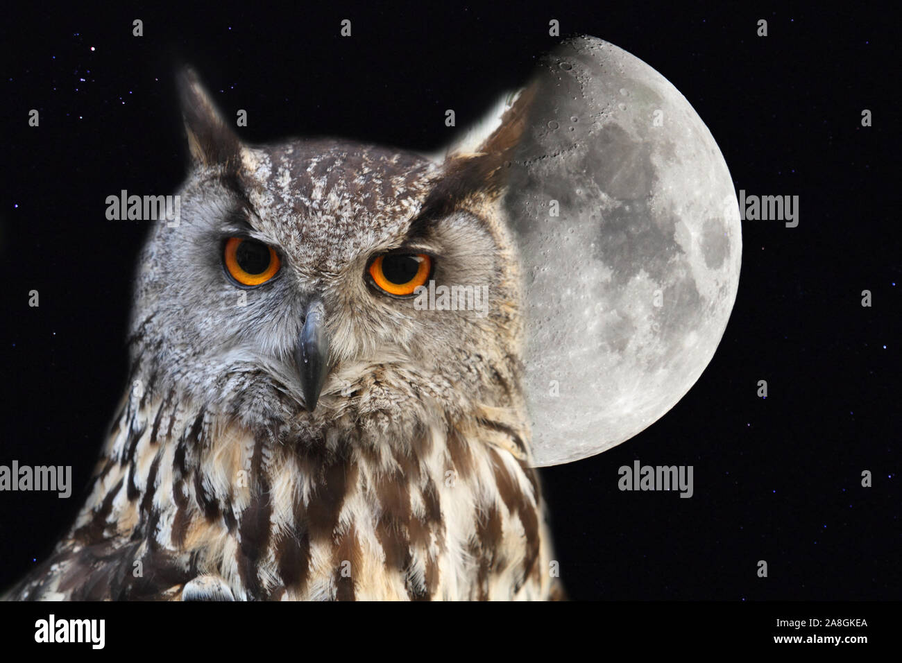Gufo reale con sfondo la luna nel cielo notturno Foto Stock