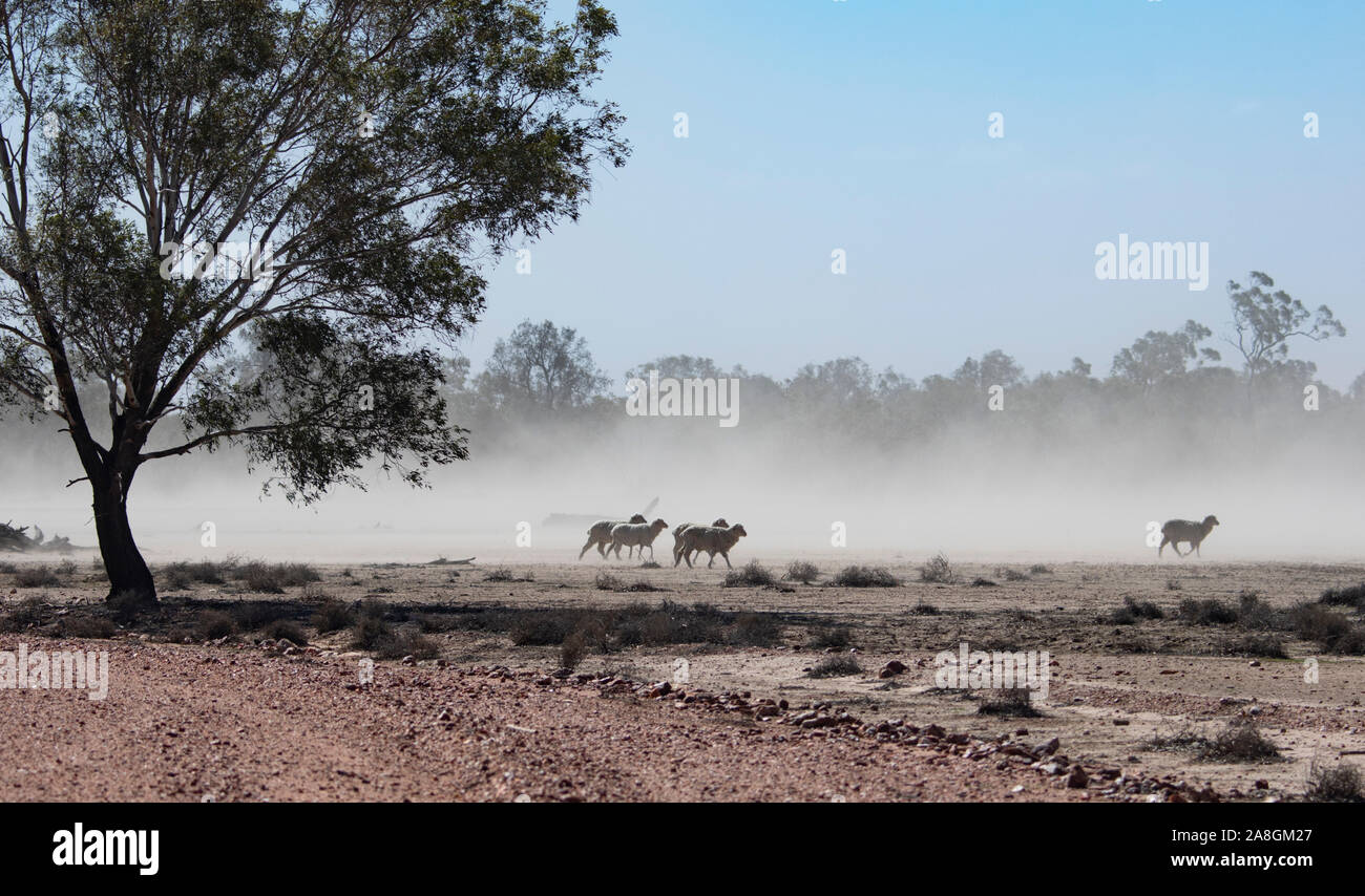 Gregge di pecore che lottano in una tempesta di polvere su terra che è stata cancellata e viene nei periodi di siccità, vicino a Walgett, Nuovo Galles del Sud, NSW, Australia Foto Stock