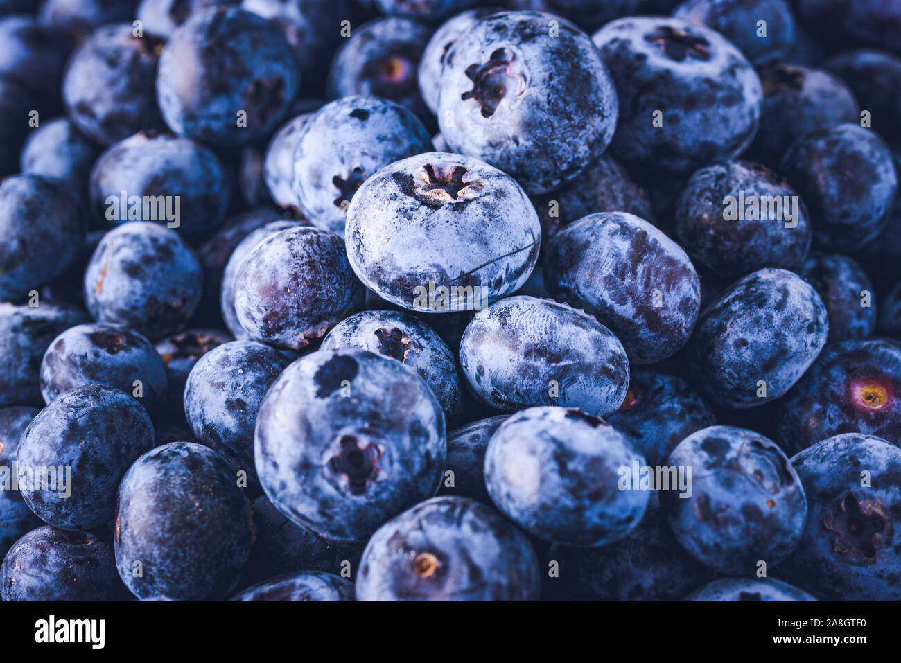 La superficie è ricoperta con un strato spesso di mirtilli. Sfondo naturale. Vaccinium uliginosum bog mirtillo, bog mirtillo, Heath cibo. Foto Stock