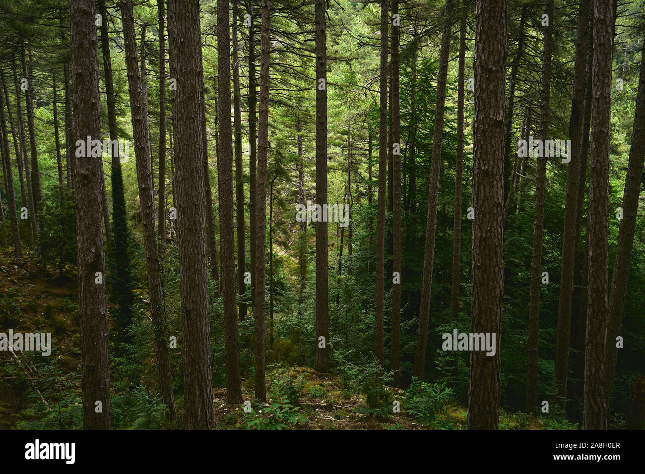 Una fitta foresta di alberi di pino bosco il paesaggio sullo sfondo della natura Foto Stock