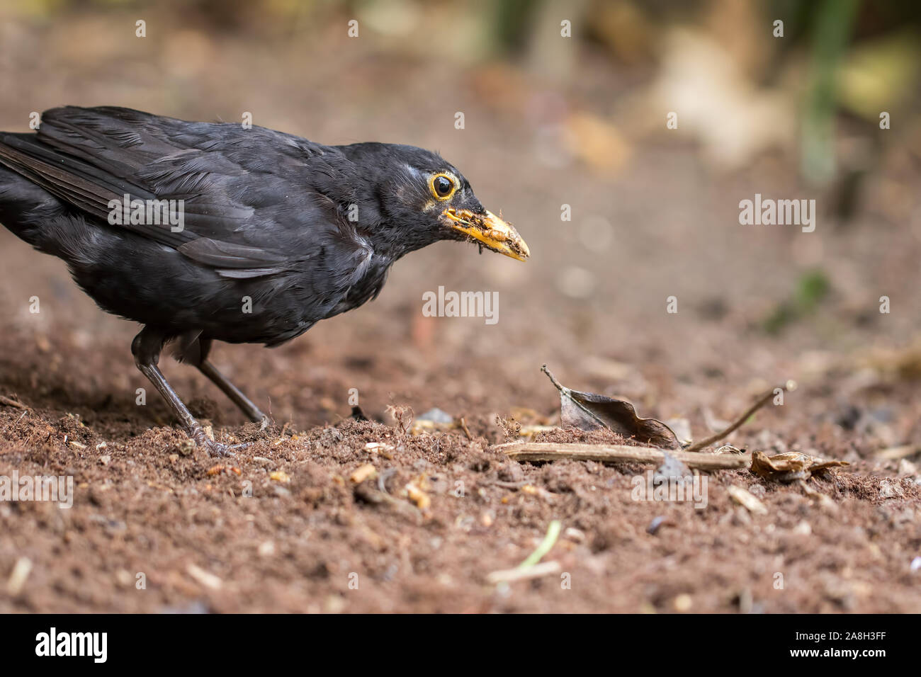 Affamato di sesso maschile (merlo Turdus merula) close-up. Giardino bird rovistando per worm e cibo di insetti in terriccio smosso. Politica rurale e urbano e la natura della fauna selvatica i Foto Stock