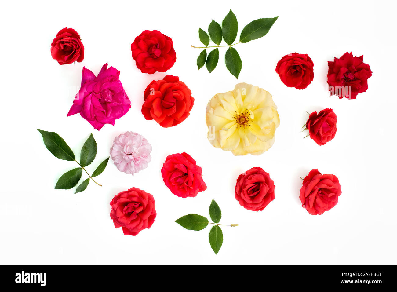 Vero e proprio fiore rosa selezione. Craft cut-out o raccolto. Sfondo bianco flat-lay. Una serie di bellissimi singoli colori petali e foglie verdi. Rosso e rosa Foto Stock