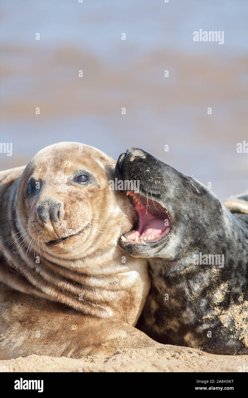 Assillanti la moglie o il marito henpecked. La guarnizione ragazza dando un orecchio bashing al suo partner di sesso maschile. Divertente relazione animale meme immagine. Close-up di due essere Foto Stock