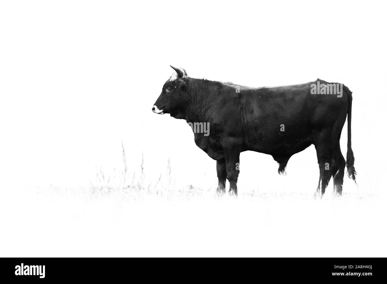 Bovini di Heck (Bos primigenius f. taurus), Bull in un pascolo a tarda sera tentativo di razza torna l'estinto uro (Bos primigenius), Ungheria Foto Stock