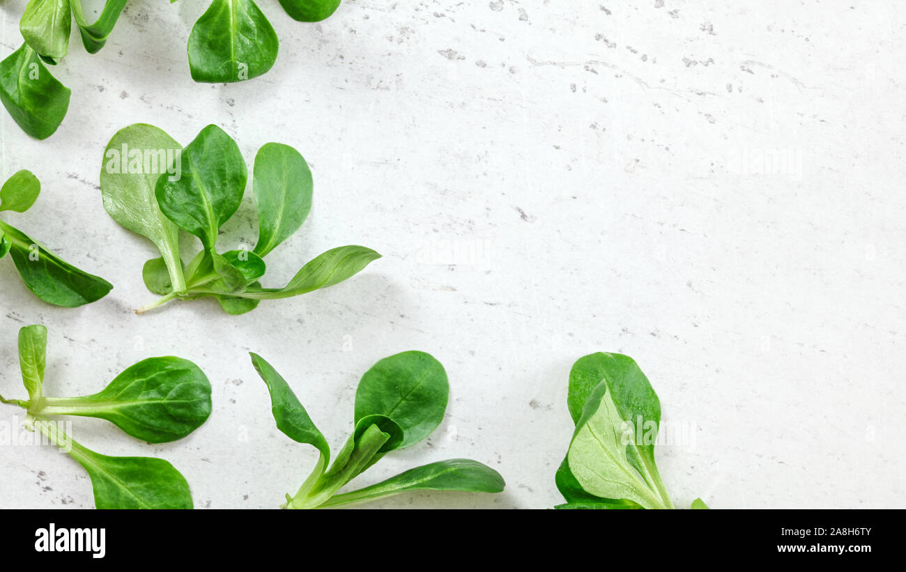 Appartamento Foto laici - insalata di mais ( Valerianella locusta ) foglie verdi su bianco della scheda di lavoro, lo spazio per il testo sul lato destro Foto Stock