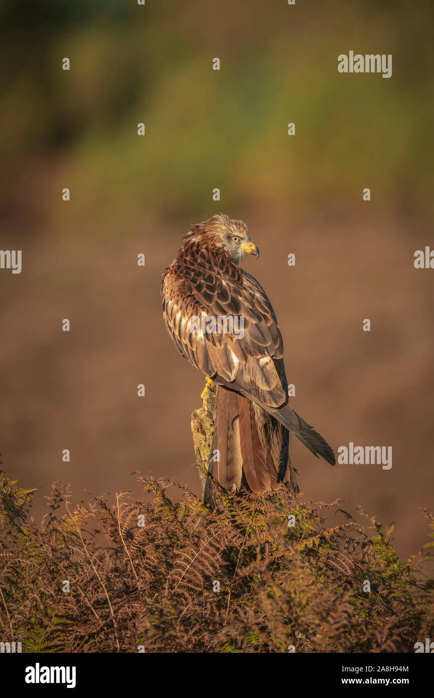 Aquilone rosso, Milvus milvus, appollaiato su un vecchio palo da recinzione, tardo autunno nel Suffolk, Foto Stock