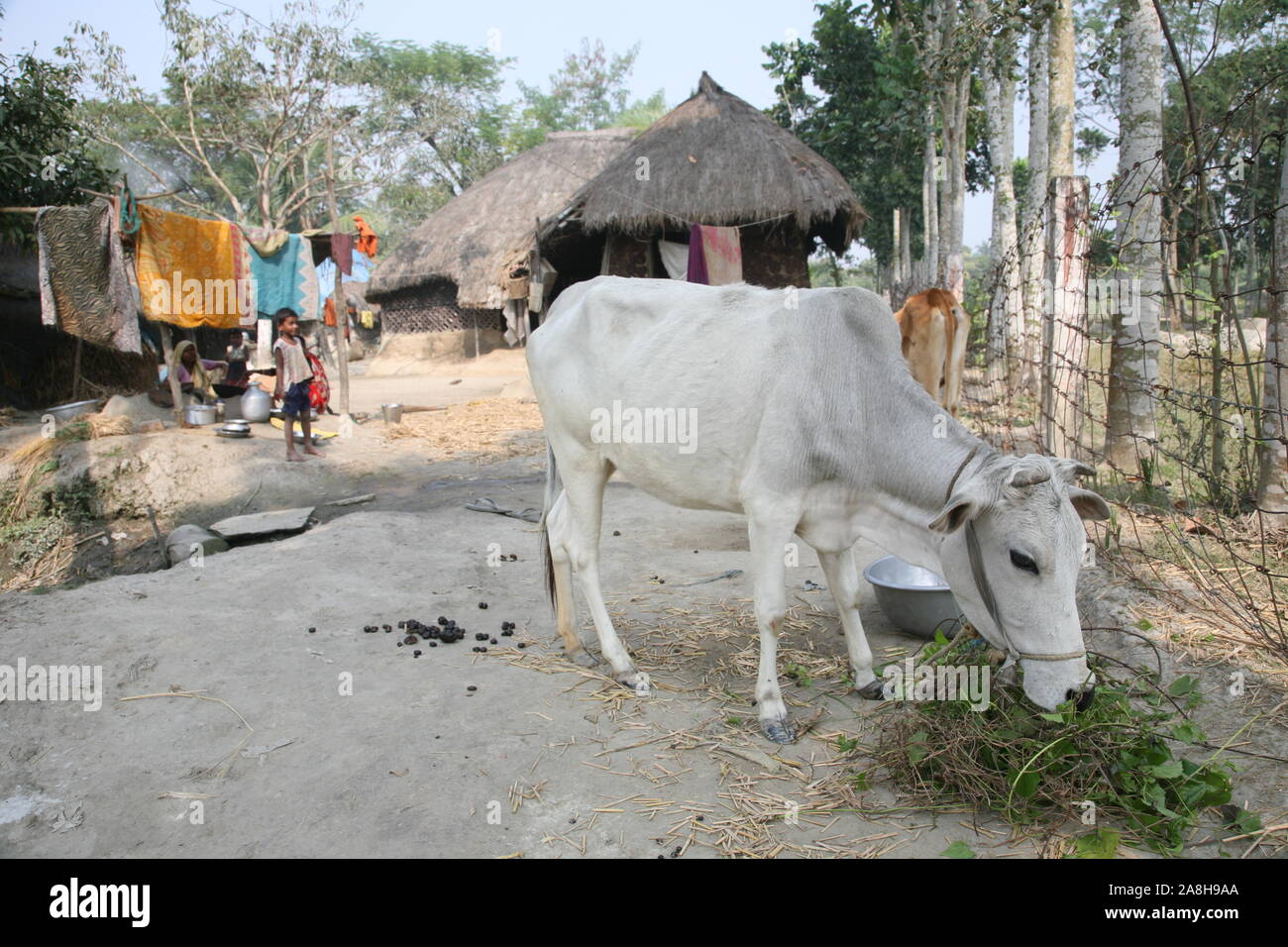 Il pascolo di bestiame nel villaggio Kumrokhali, West Bengal, India Foto Stock