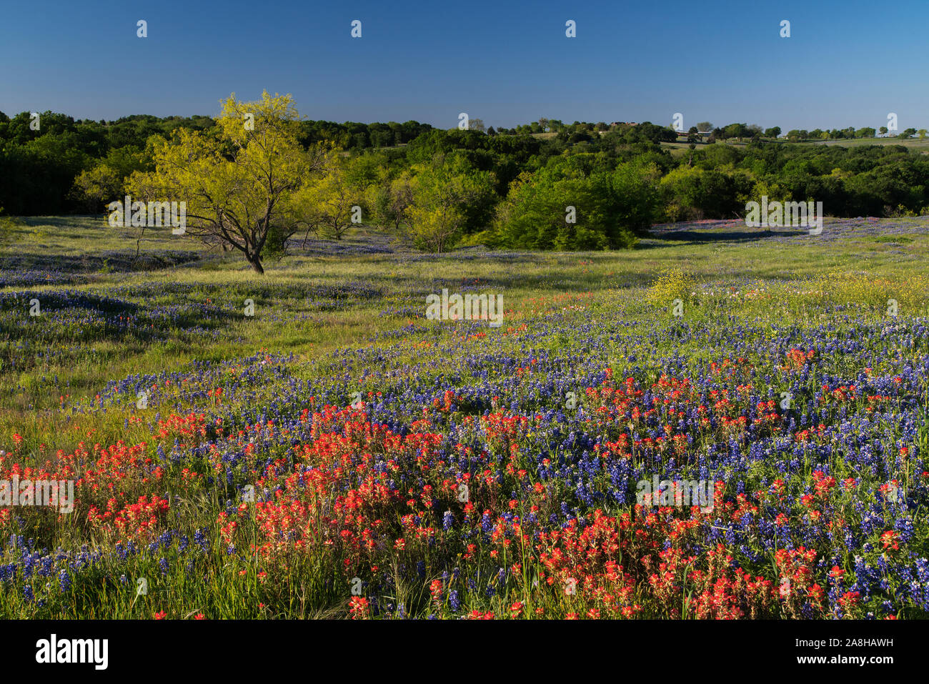 Bluebonnet riempito prato su Ennis Bluebonnet Trail in Ellis County, Texas. Foto Stock
