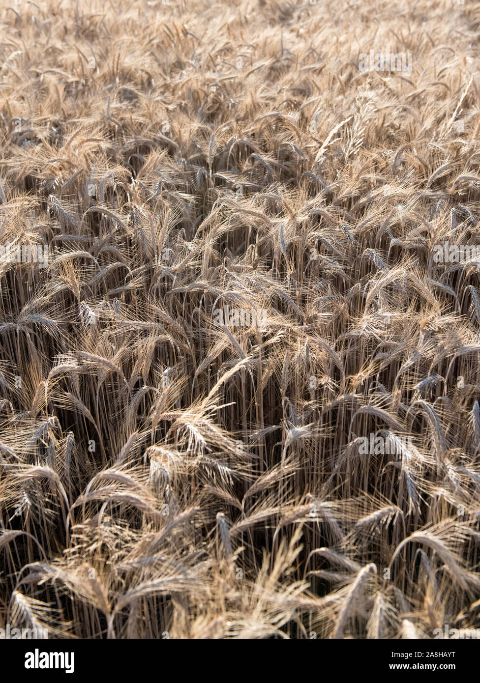 Campi di grano al vento. Foto Stock