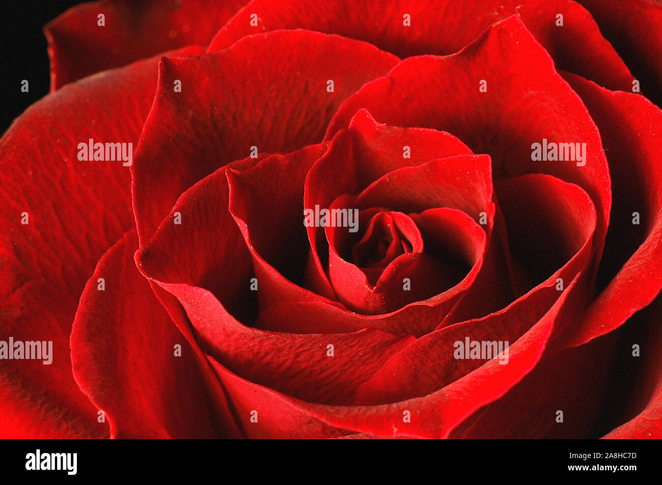 Eine einzelne rote Rose, Nahaufnahme, Foto Stock