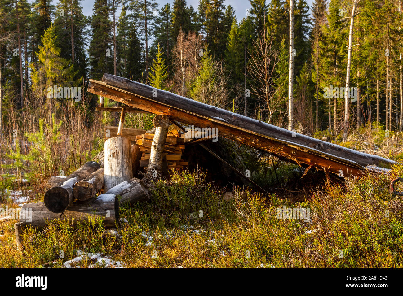 Semplice rifugio su un punto aperto nella foresta caricata con legna e con la foresta di background, immagine dal nord della Svezia. Foto Stock