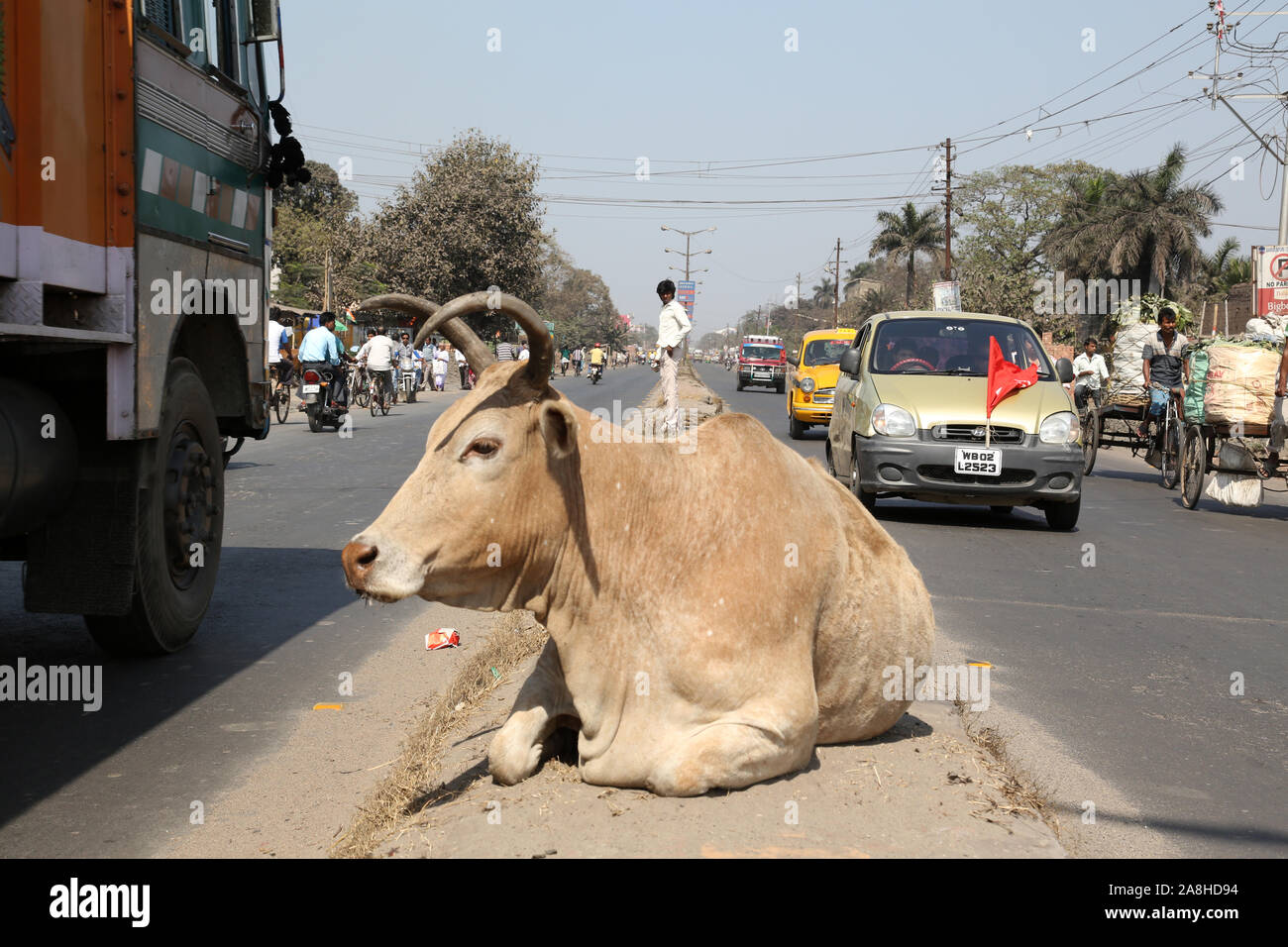 Mucca in appoggio tra due corsie di una strada trafficata in Kolkata, West Bengal, India Foto Stock