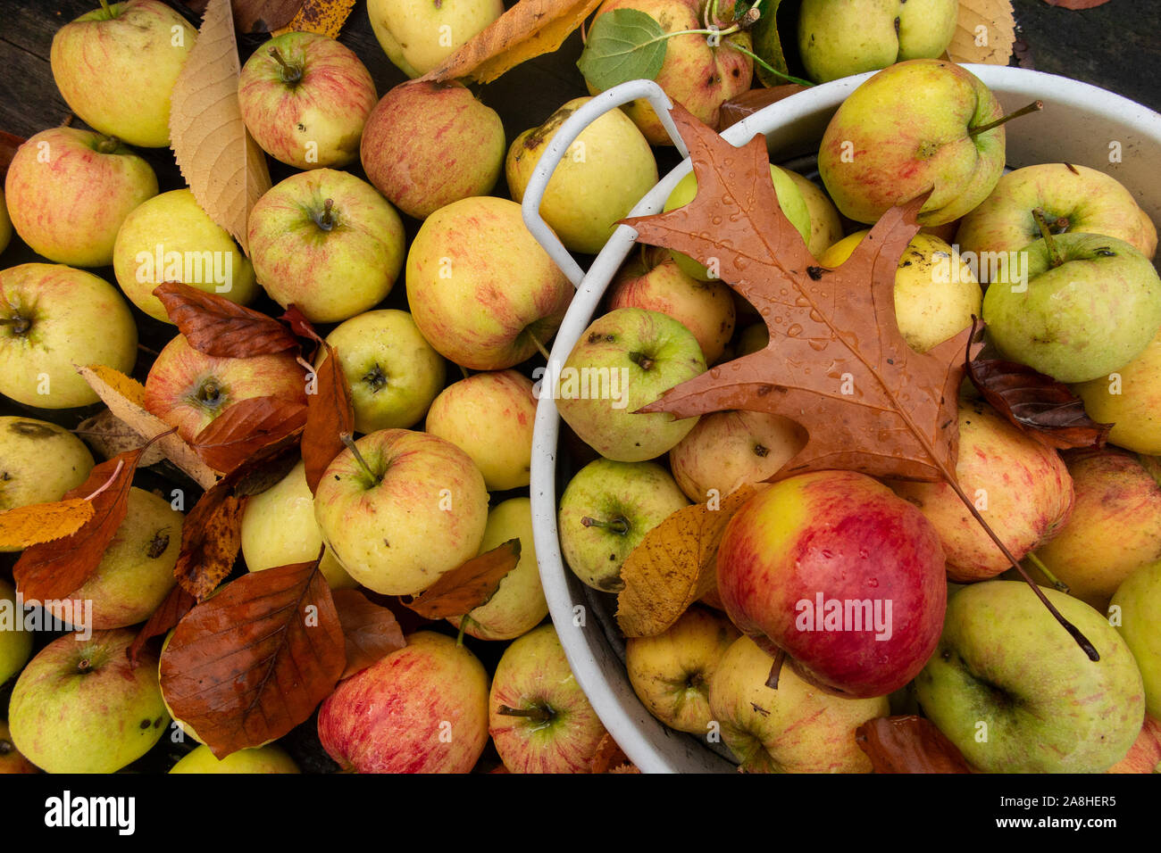 Manna mele raccolte per sidro rendendo con foglie autunnali Foto Stock