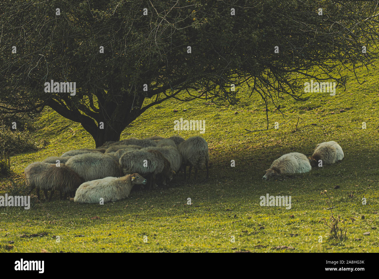 Le pecore che dorme sotto un albero in Gipuzkoa, Paese Basco Foto Stock