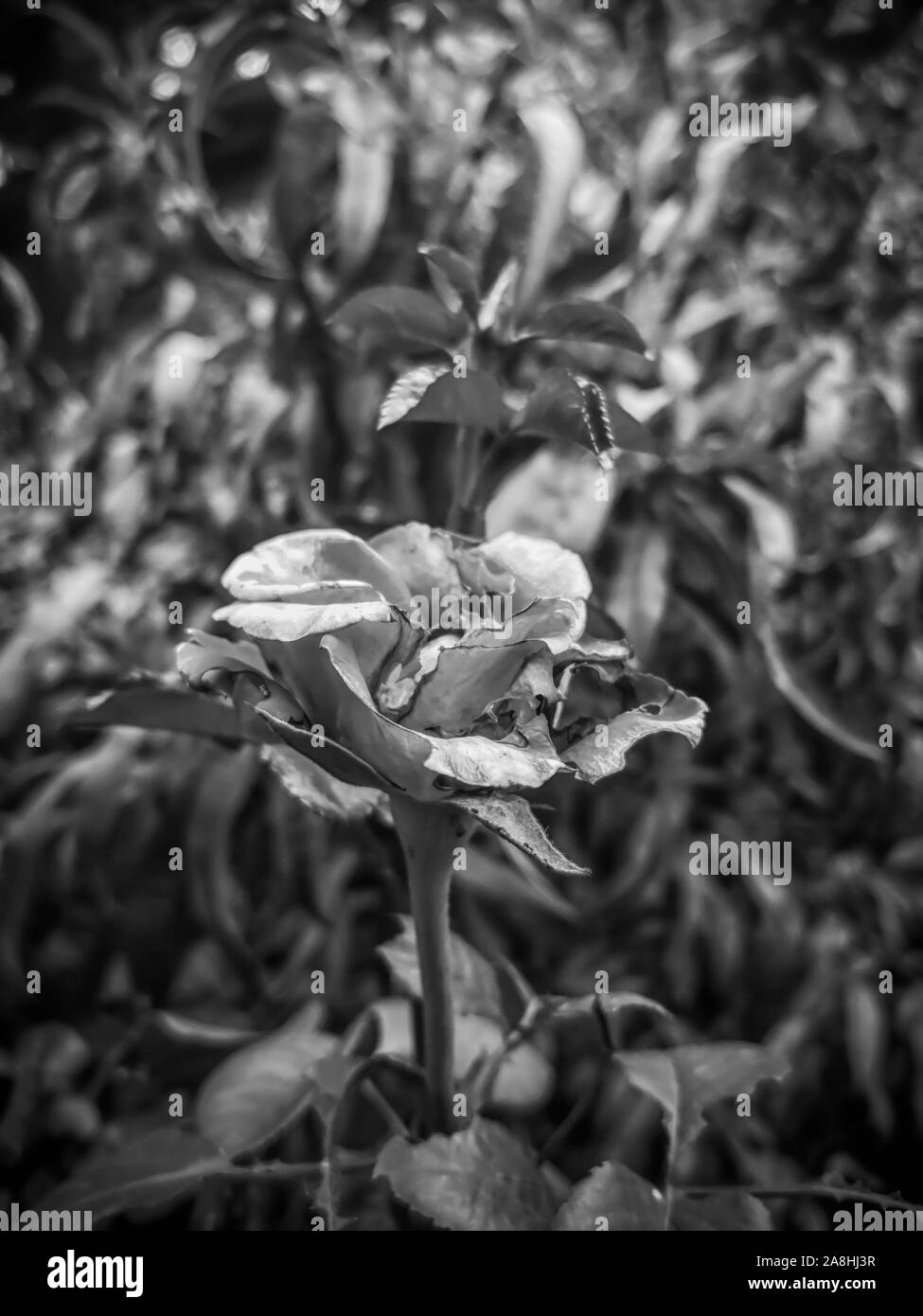 Bianco e nero rosa cariati in autunno Foto Stock