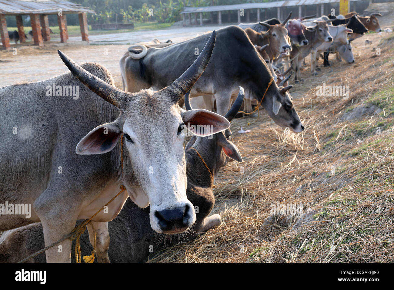 Gruppo di mucca di riposo in un campo nel villaggio Kumrokhali, West Bengal, India Foto Stock