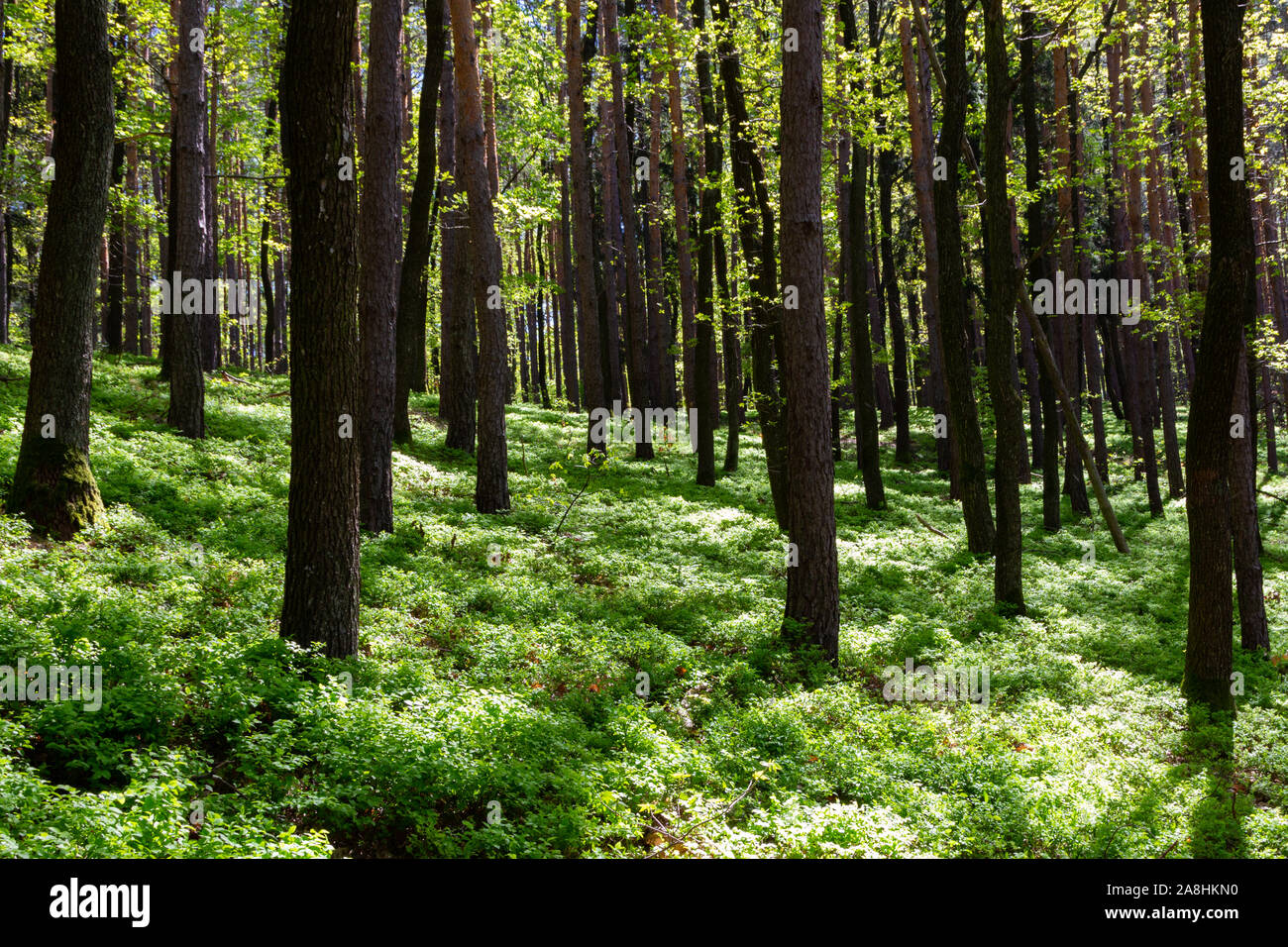 Mirtillo europeo (Vaccinium myrtillus) copre il terreno nella foresta in primavera, Soproni-hegyseg, Sopron, Ungheria Foto Stock
