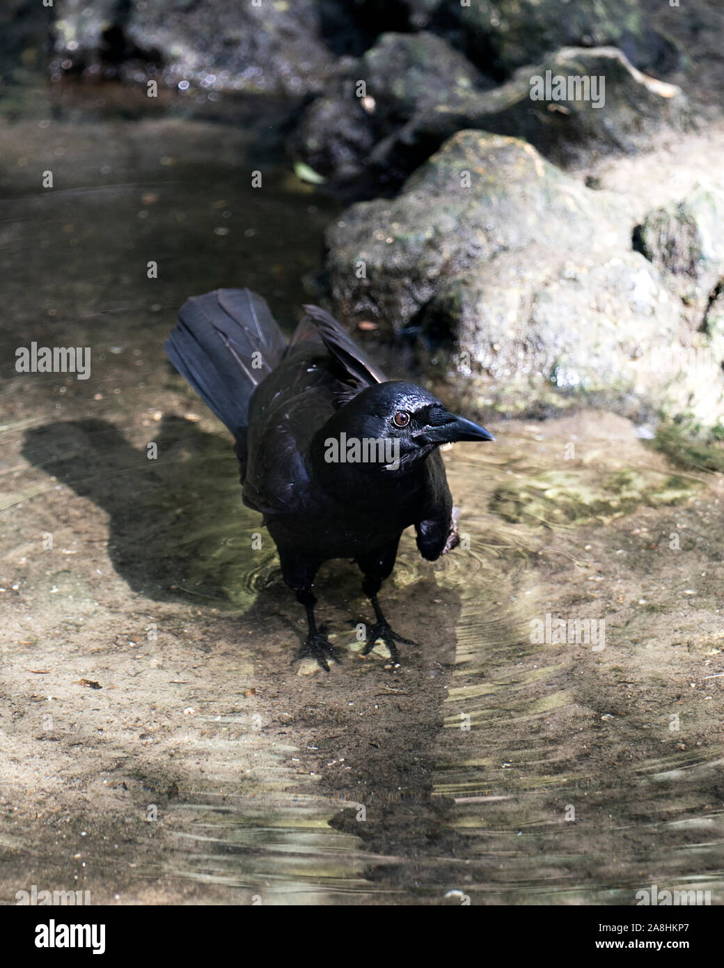 Crow bird in piedi in acqua e di esporre il suo piumaggio nero Corpo, testa, occhio, becco e godendo le sue circostanti e l'ambiente. Foto Stock