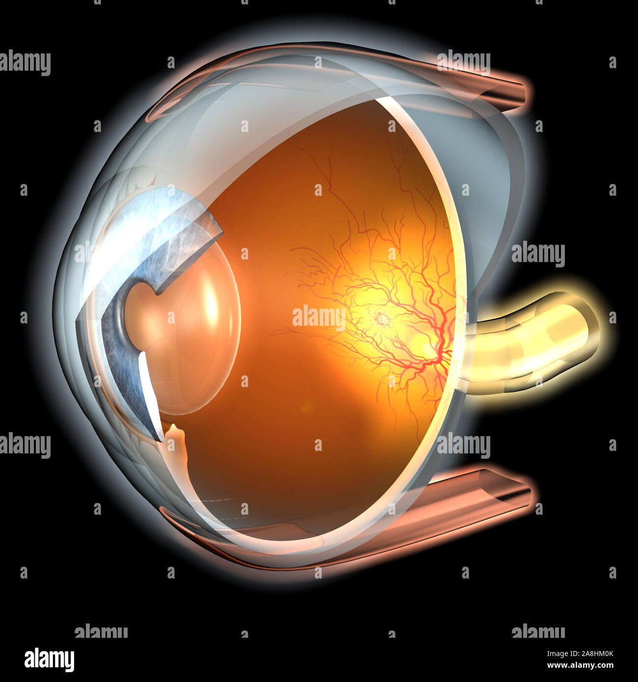 Dal punto di vista medico 3D illustrazione che mostra l occhio umano con la pupilla, l'iride, lente, camera anteriore, nella camera posteriore, corpo ciliare, nervose, retina,eye ball e vitr Foto Stock